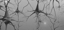 NEUROSURGIC groups